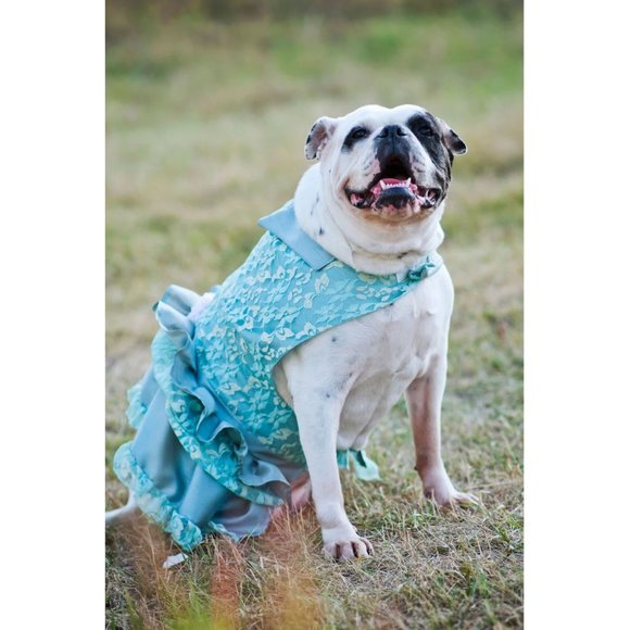 Dog Pet Dress Hoodie Costume, Dog Birthday Tutu Dog Princess Costume Pet Clothes - Picture 1 of 12